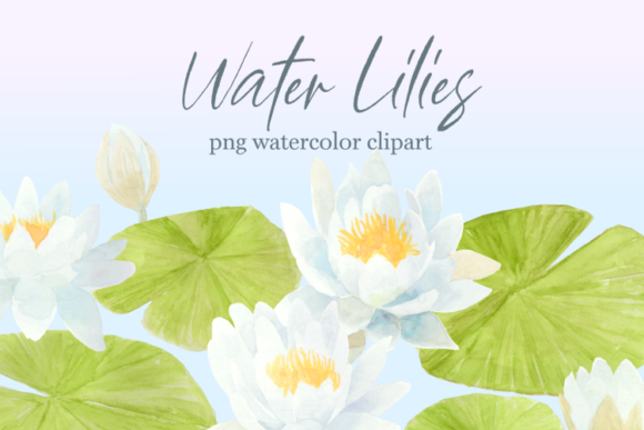 Water Lily Floral Watercolor Clipart Set and Illustrations