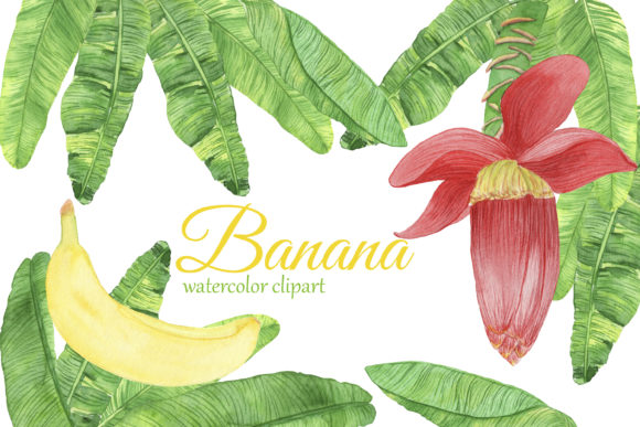 Watercolor Banana Clipart. Banana Flower Illustrations