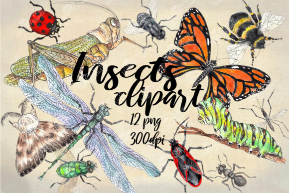 Watercolor Collection of Insects Illustrations